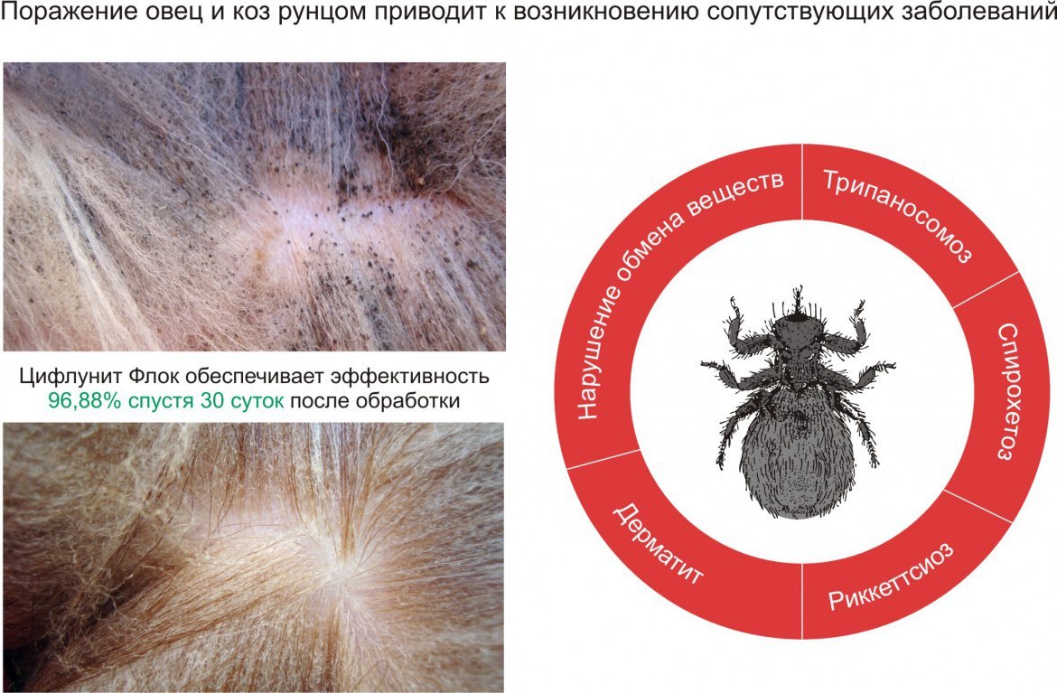 Цифлунит Флок фото 2, Показания к применению