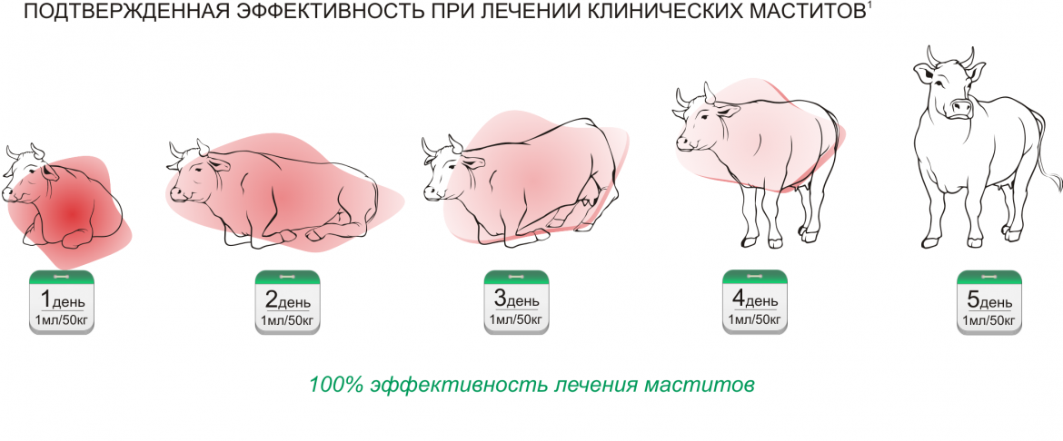 Цефтонит фото 2, Дозировка и способ применения